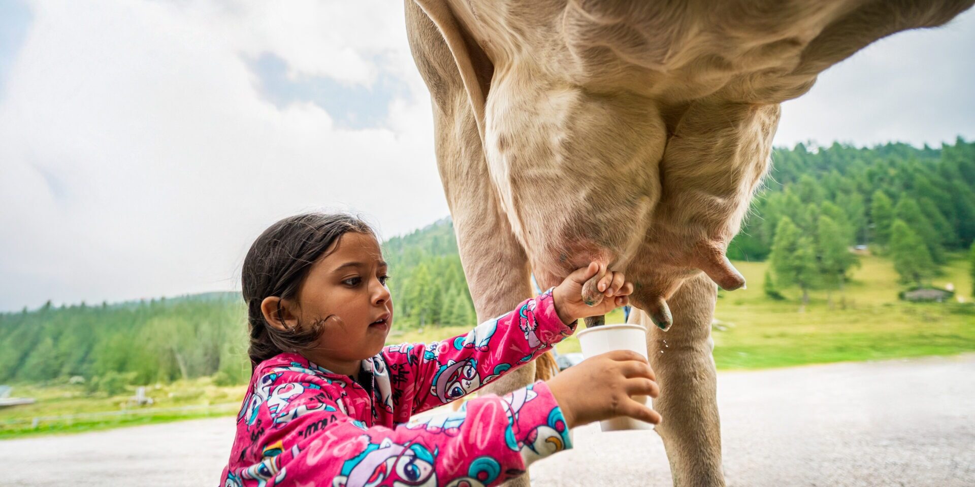 The fairy lake and the cow milking
