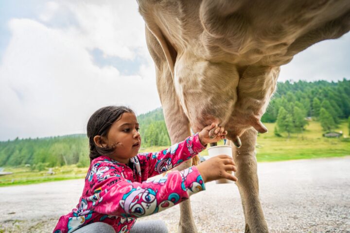 The fairy lake and the cow milking