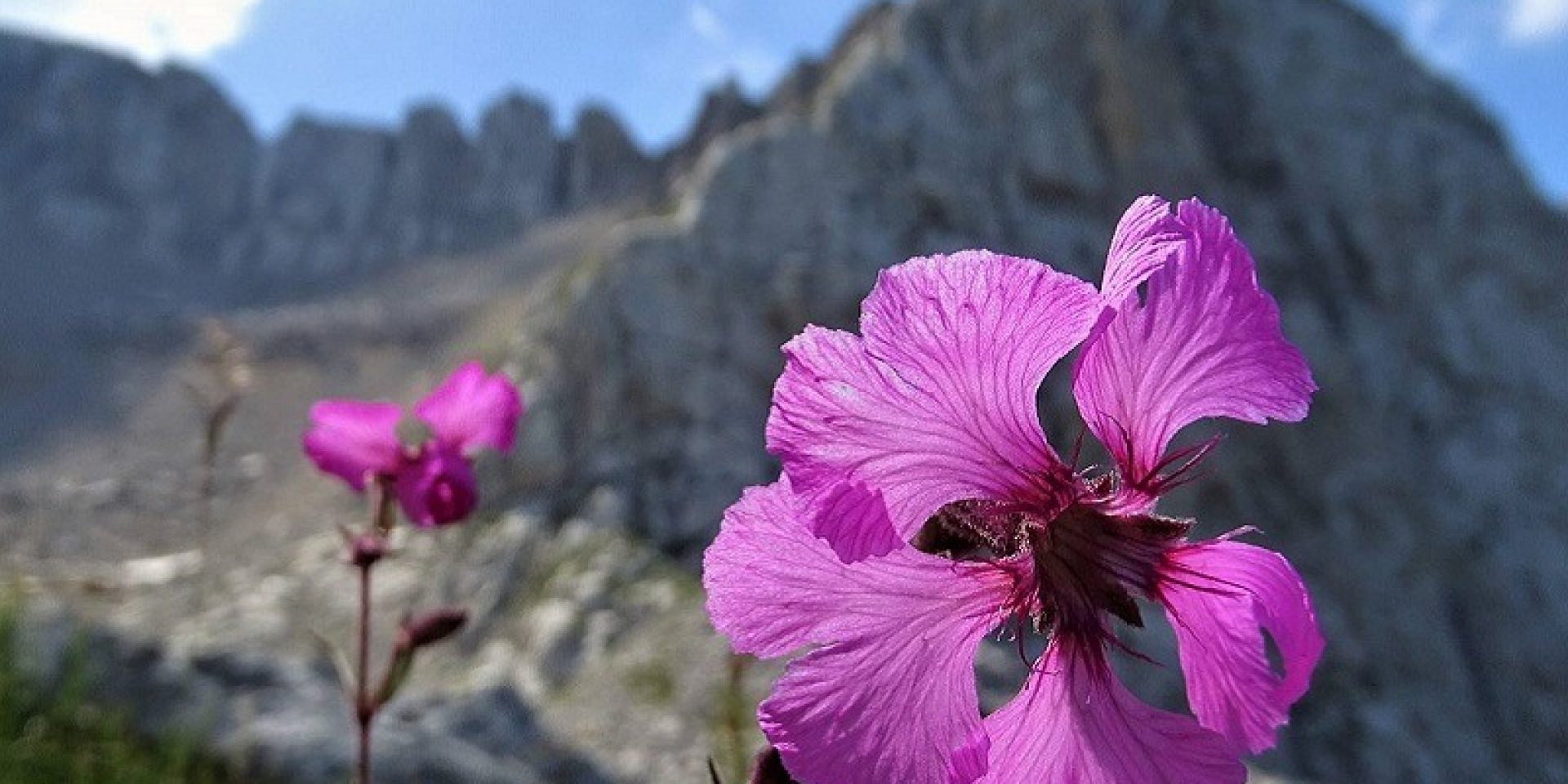 Botanical excursion and foraging