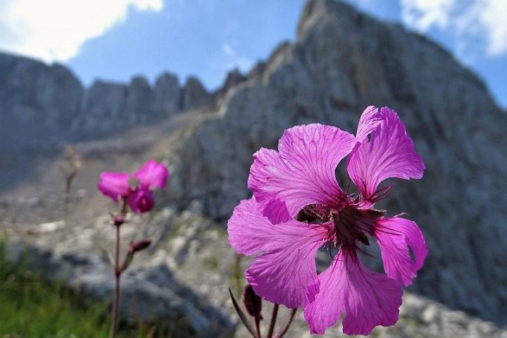 Botanical excursion and foraging