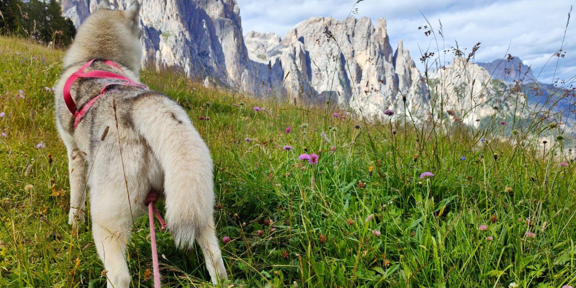 Dog Trekking – In the mountains with your dog!