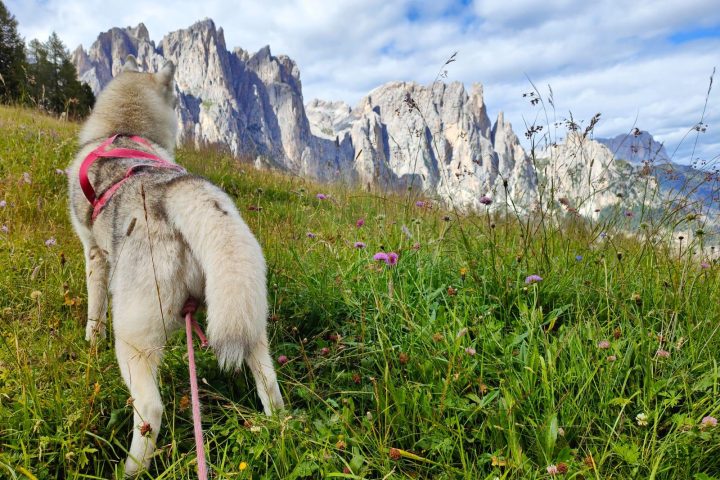 Dog Trekking – In the mountains with your dog!