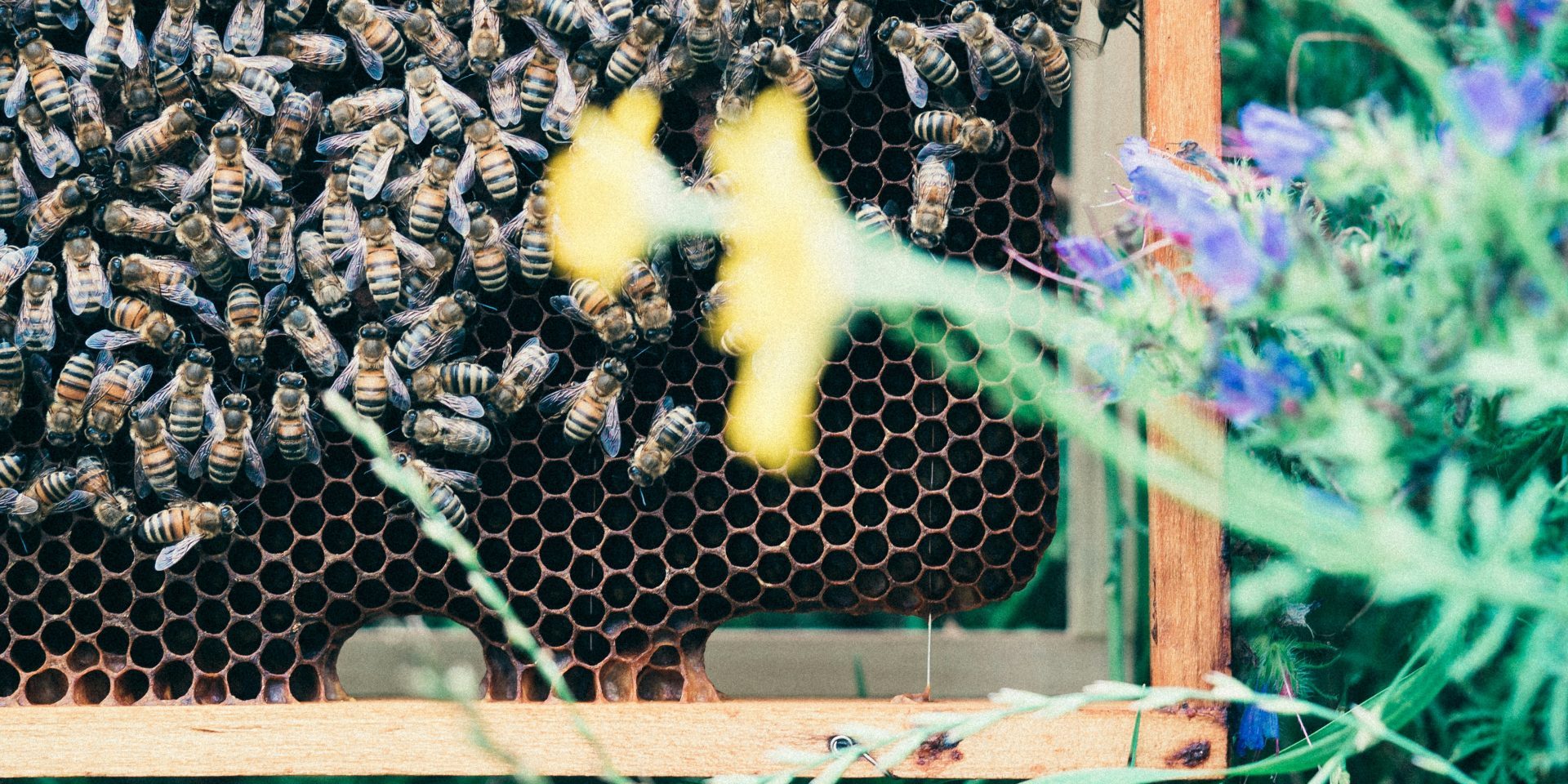 Lusia family day: the sweet world of bees