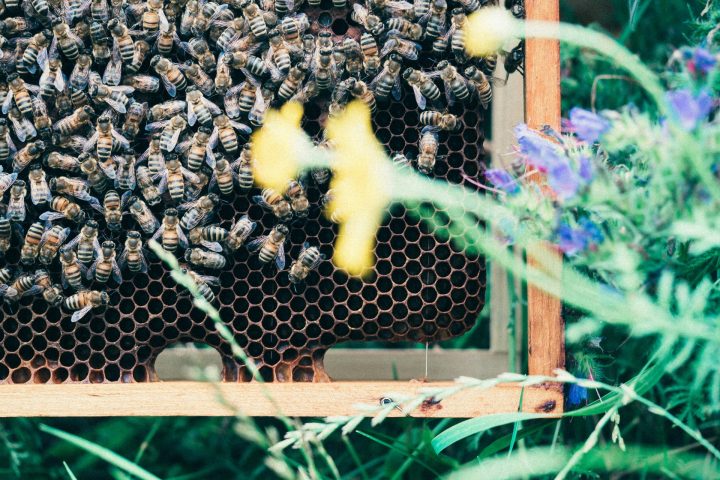 Lusia family day – Il dolce mondo delle api