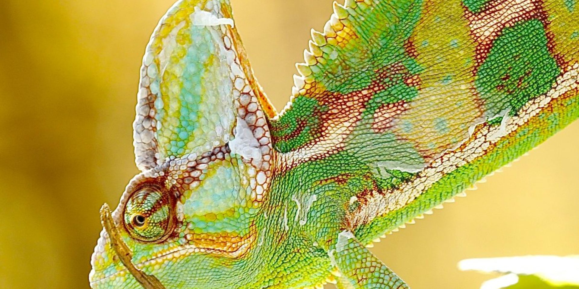 Il giro del mondo alla scoperta di animali fantastici