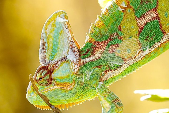 Il giro del mondo alla scoperta di animali fantastici