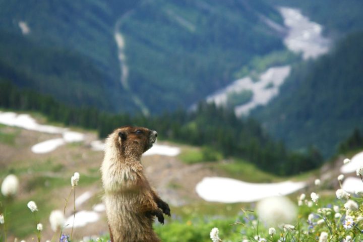 La città delle marmotte